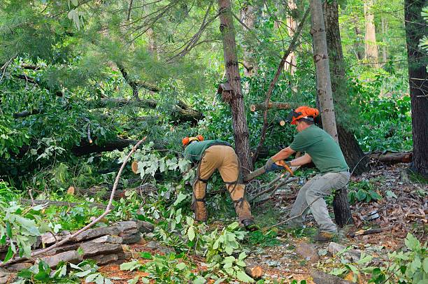 Residential Tree Removal in Pine Bluff, AR